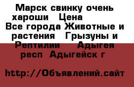 Марск свинку очень хароши › Цена ­ 2 000 - Все города Животные и растения » Грызуны и Рептилии   . Адыгея респ.,Адыгейск г.